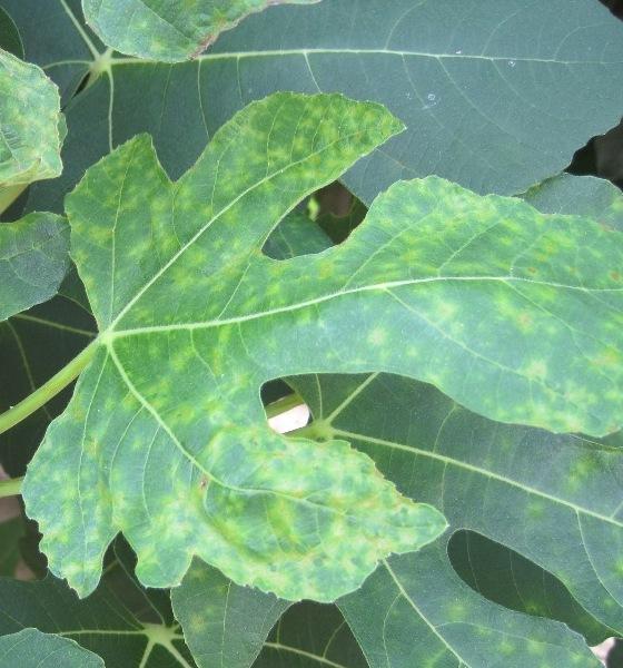 Fig leaf with yellow mottling